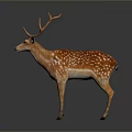 Brown Deer With Large Antlers Brown Coat White Spots Standing On Dark Background With Reflection