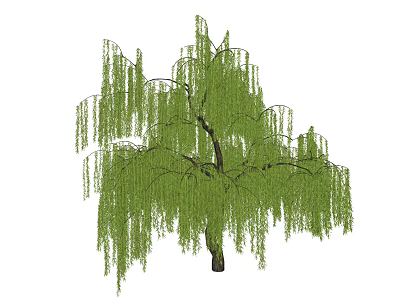 Elegant Weeping Willow Arbor Tree Featuring Long Drooping Branches and Green Foliage 3d model