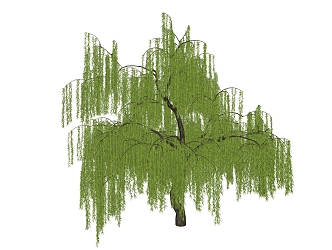 Modern Willow Trees 3d model