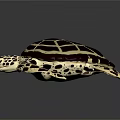 Modern Turtle Small Turtle Green Turtle Big Turtle Black Turtle 3d model
