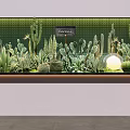 Varied Potted Cactus And Succulent Plants On Green Tiled Wall Display Shelf With Decorative Lighting