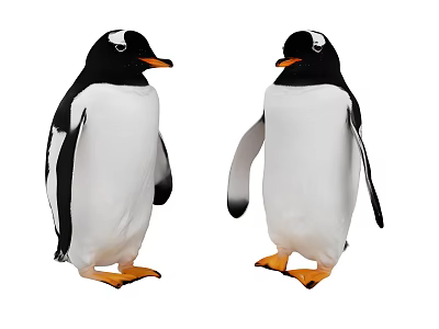 Two Penguins with Black and White Plumage Orange Beaks Feet and Standing Posture 3d model