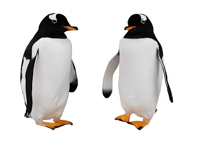 Penguin Animal Emperor Penguin Antarctic Animal Arctic Animal Cartoon Penguin Water Amphibian 3d model