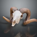 Natural Ram Skull With Curved Horns On Dark Background And Reflection