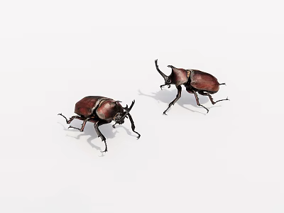 Two Horned Rhinoceros Beetles With Brown And Dark Exoskeleton On White Background 3d model