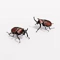 Two Horned Rhinoceros Beetles With Brown And Dark Exoskeleton On White Background