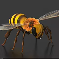 Macro Shot Of Flying Bee With Yellow Black Stripes Hairy Body Transparent Wings Black Background