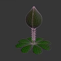 Cute Cartoon Style Green Plant With Unopened Bud And Leaf Structure Design