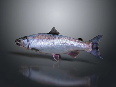 Silver Fish with Fins and Tail on Gray Background Showcasing Shiny Reflective Surface 3d model