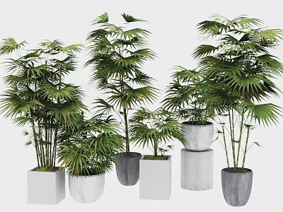 Bonsai Potted Plants with Lush Green Foliage in White Gray Planters of Different Shapes 3d model