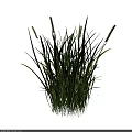 Lush Green Grass With Long Leaves And Spiky Seed Heads In Natural Growth