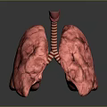 Medical Device 3D Lung Model for Anatomical Visualization in Medical Training 3d model