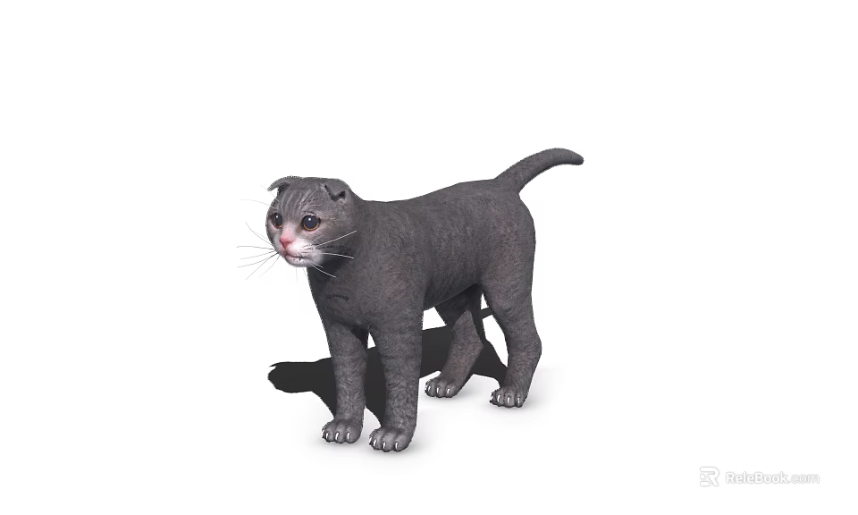 Grey Short Haired Cat With Folded Ears White Chest Standing 3D Render 3d model 