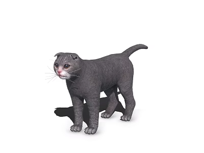 Grey Short Haired Cat With Folded Ears White Chest Standing 3D Render 3d model