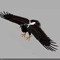 Eagle Flying with Spread Dark Wings White Patch and Orange Claws 3d model
