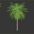 Tall Palm Tree with Green Fronds and Brown Trunk Isolated on Dark Background