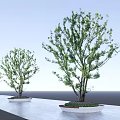 Circular Tree Pit with Green Tree Pebble Base on Light-Colored Ground Under Blue Sky 3d model