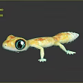 Colorful Reptile Gecko With Yellow Orange Patterns White Body Large Eyes On Black Reflective Surface