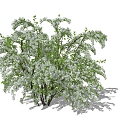 Snow Willow Flower Border Plants 3d model