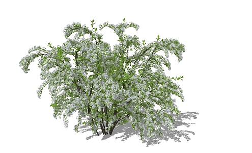 Snow Willow Flower Border Plants 3d model