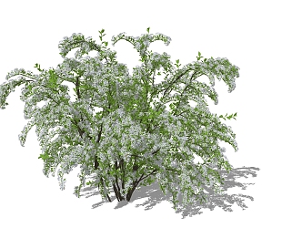 Snow Willow Flower Border Plants 3d model