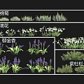Colorful Garden Flowers Including Chrysanthemum Snowdrop Tulip And Purple Juniper