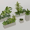 Various Green Potted Plants In White Rectangular Square Pots With Large Leaves Palm Succulents 3d model