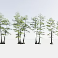 Arbor Trees With Lush Green Foliage And Distinct Trunks In Natural Growth Forms