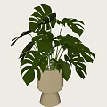 Decorative Indoor Monstera Potted Plant With Green Leaves In White Pot