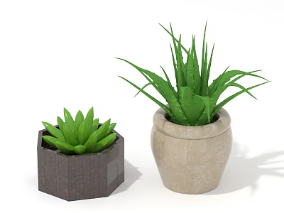Green Aloe Vera And Succulent Plants In Dark Hexagonal And Beige Clay Pots 3d model