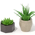 Green Aloe Vera And Succulent Plants In Dark Hexagonal And Beige Clay Pots
