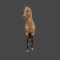 Brown Horse Game Character With Black Mane Tail Muscular Build 3D Rendered