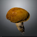 Fresh Whole Orange Mushroom Featuring Vibrant Cap and Smooth Firm Stem