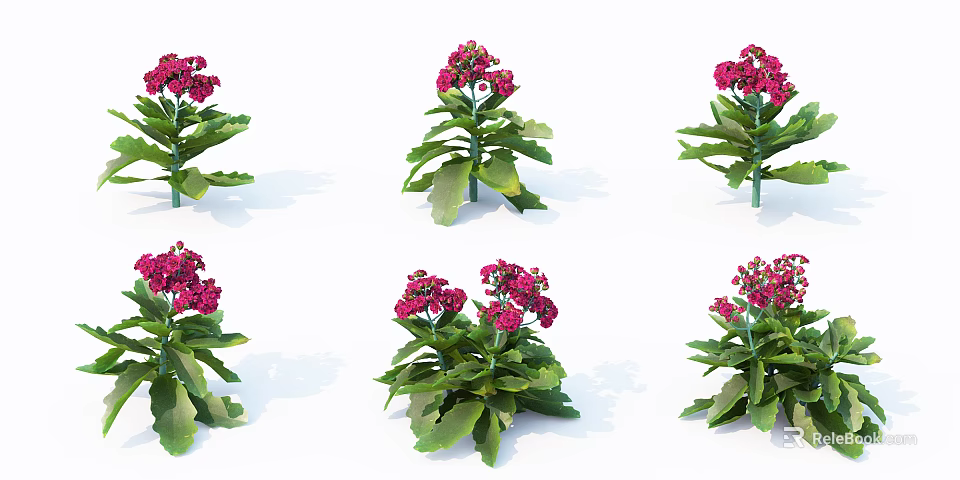 Six Potted Flowers And Plants With Green Leaves And Pink Blooms On White Background 3d model 
