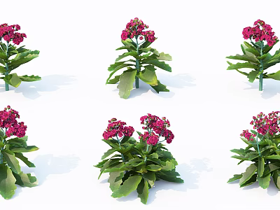Six Potted Flowers And Plants With Green Leaves And Pink Blooms On White Background 3d model