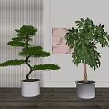 Bonsai Pine And Green Leaf Plants In White Planters For Modern Interior Decor