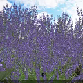 Lush Purple Flowers in Field with Green Leaves and Blue Sky