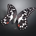 Black And White Spotted Butterfly With Red Accents Open Wings On Dark Background