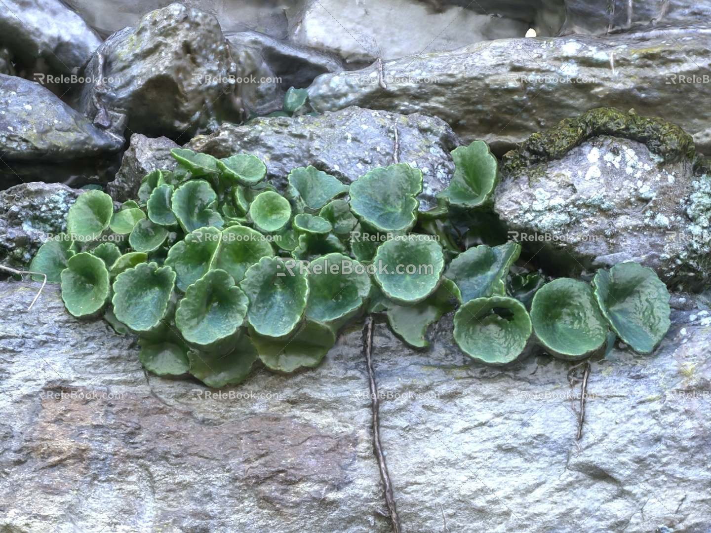 rock stone rock plant plant shrub moss plant on stone 3d model