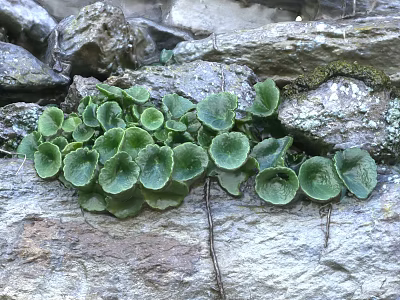 Natural Stone And Wood Design With Green Plants Growing On Rocky Surface 3d model