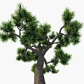 Evergreen Arbor With Brown Trunk Lush Green Foliage Circular Stone Base Grass Small White Flowers And Pebbles