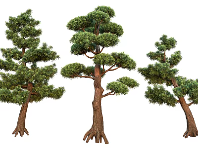 Three Different Arbor Trees With Lush Foliage And Thick Trunks On White Background 3d model