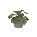 Potted Plant with Large Variegated Green Leaves in Light Gray Textured Pot