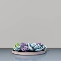 Colorful Succulent Potted Plants In Light Pink Tray On Gray Surface