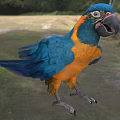 Blue And Yellow Parrot A Flying Animal With Vibrant Feathers On Green Grass Field