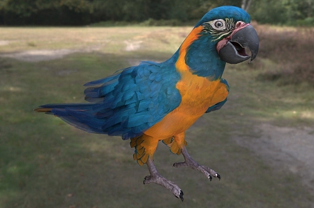 Blue-throated macaw Bolivian macaw 3d model