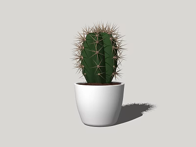 Simple Indoor Cactus Potted Plant In White Ceramic Pot For Home Decor 3d model