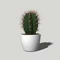 Simple Indoor Cactus Potted Plant In White Ceramic Pot For Home Decor