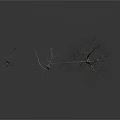 Three Bare Trees with Trunks and Branches on White Background with Reflections