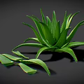 Green Aloe Vera Plant With Fresh Sliced Leaves On Dark Background